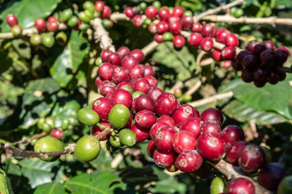 Kaffebär Kaffeträdets Gren Kaffeplantage Lantbruksgård Coffeaträd Ett Släkte Blommande Växter — Stockfoto