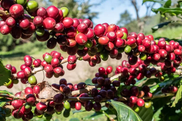 Kaffebär Kaffeträdets Gren Kaffeplantage Lantbruksgård Coffeaträd Ett Släkte Blommande Växter — Stockfoto