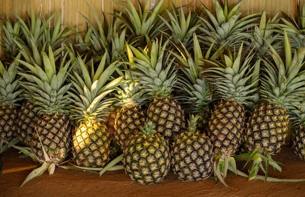 Skupina Ananasového Ovoce Sklizni Ananas Jsou Tropické Ovoce Které Bohaté — Stock fotografie