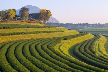 Tayland 'ın Chiang Rai bölgesindeki yeşil çay tarlaları. Chiang Rai kaliteli ürünlerle yetiştirilmiş çay için en iyi yerdir..