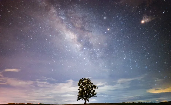 Одинокое Дерево Красивыми Млечными Путями Блестящими Звездами Снимок Естественного Астрономического — стоковое фото