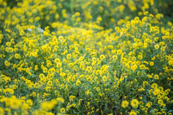 Chrysanthemum flowers growth in the nature. Chrysanthemum flowers is the ingredient for making Chrysanthemum herbal tea popular in Chinese traditional.