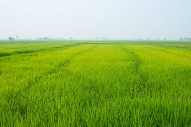 Sabahleyin Tayland kırsalında pirinç tarlası yeşili çimenler. Tayland 'da güçlü bir pirinç üretimi geleneği vardır..