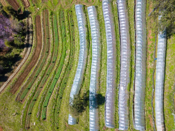 Aerial View Agriculture Rows Plantation Doi Pangkhon Located 250 500 — Stock Fotó