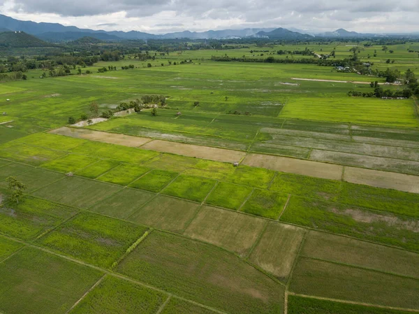 Aerial View Rice Paddy Field Chiang Rai Province Thailand Thailand — Stock Photo, Image