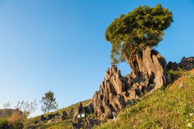 Doi Pha Tang 'da tuhaf şekilli taş ve kayalardan oluşan güzel bir orman. Tayland-Laos sınırındaki yüksek bir uçurum. Tayland' ın Chiang Rai bölgesinin en çarpıcı yerlerinden biri..