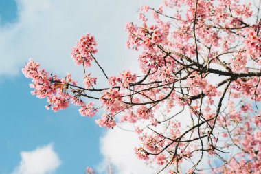 Tayland 'ın kuzey bölgesinde kış mevsiminde açan güzel kiraz çiçekleri ve güzel gökyüzü arkaplanı..