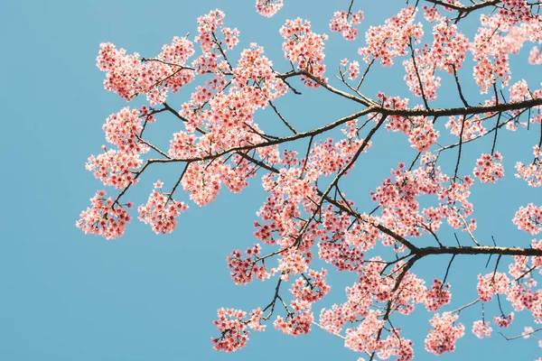 在泰国北部地区 美丽的樱花在冬季盛开 天空背景美丽 — 图库照片
