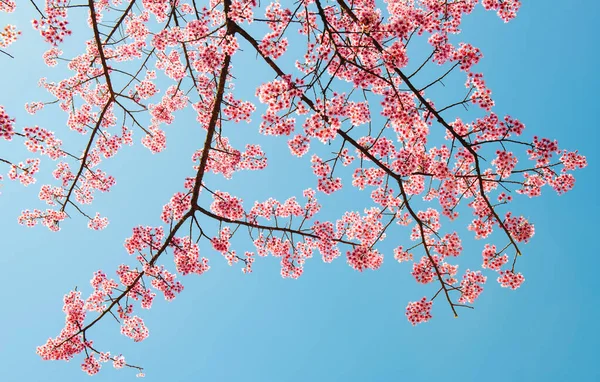 Lindas Flores Cerejeira Florescendo Temporada Inverno Região Norte Tailândia Com — Fotografia de Stock