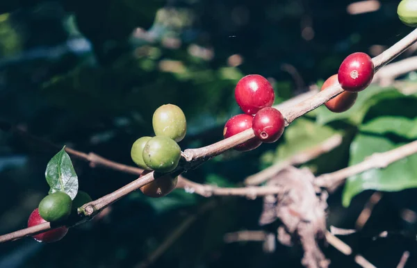 Närbild Körsbär Kaffebönor Grenen Kaffeplantan Före Skörd Kaffeböna Ett Frö — Stockfoto