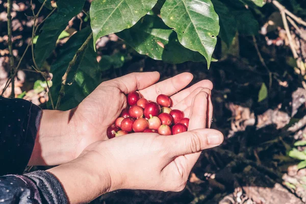Närbild Någon Som Håller Råa Kaffebönor Efter Plockning Och Skörd — Stockfoto