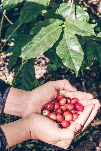 Närbild Någon Som Håller Råa Kaffebönor Efter Plockning Och Skörd — Stockfoto