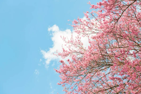 在泰国北部地区 美丽的樱花在冬季盛开 天空背景美丽 — 图库照片