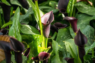 Bahçede çiçek açan siyah Calla Lily. Siyah Lily, her bir taç yaprağında pırıl pırıl parlayan bir parıltıyla siyah kırmızının zengin tonlarında açılan trompet şeklindeki büyük çiçeklerdir..