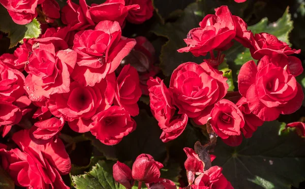 Gros Plan Belles Fleurs Begonia Rouges Qui Fleurissent Dans Jardin — Photo