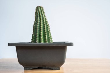 Bir tencere garip Echinopsis kaloklora kaktüsü güneş ışığı eksikliğinden esniyor. Kaktüsün büyümesi ve çiçek açması için bol güneş ışığına ihtiyacı var..