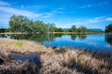 Tayland 'ın Chiang Rai şehrindeki doğal göletin huzur manzarası..