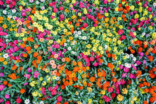 Yukarıdan bakıldığında doğal çayırlarda kusursuz desenli canlı çiçekler..