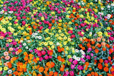 Yukarıdan bakıldığında doğal çayırlarda kusursuz desenli canlı çiçekler..