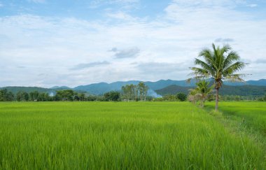 Tayland 'ın Chiang Rai eyaletinin kırsal kesimindeki güzel manzara ve çeltik pirinç tarlası.. 