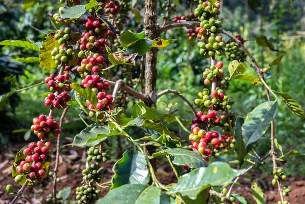 Coffee tree with coffee cherries growth in plantation field. Coffee beans are used to make various coffee beverages and products.