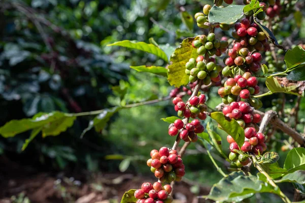 Coffee tree with coffee cherries growth in plantation field. Coffee beans are used to make various coffee beverages and products.