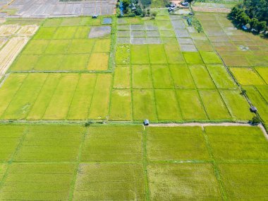 Aerial view of the rice field terraces in rainy season of Chiang Rai the Northern province of Thailand.