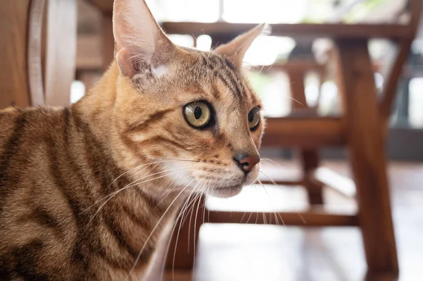 Headshot Curious Bengal Cat Living Human House Bengals Take Name — 图库照片
