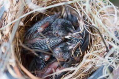 An unidentified species of babies birds sleeping in the nest, waiting for their mother.