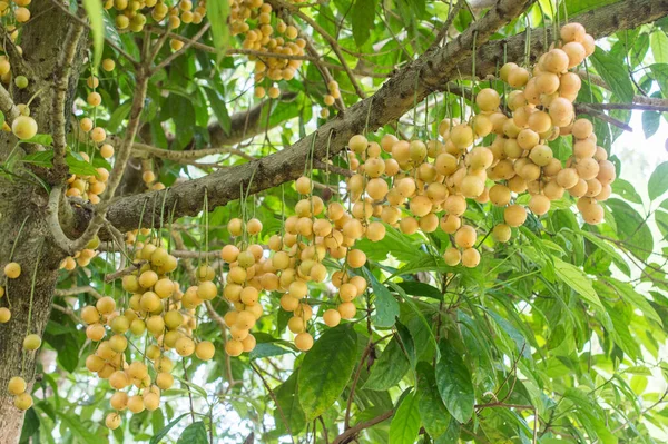 Burmese grape or Baccaurea ramiflora growth on the tree.