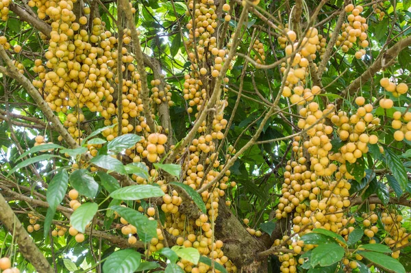 Burmese grape or Baccaurea ramiflora growth on the tree.