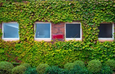Eski dokular, tuğla duvar, sarmaşıkla kaplı ayrıntılı desen..