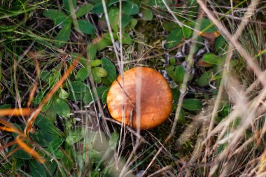 Yakın plan mantar, Suillus luteus, kuru ot ve yaprakların arasında. Yeşil orman veya çayırda yetişen suillus luteos mantarı. Boletus yerde saklanıyor. Üst Manzara. Odaklanamıyorum.