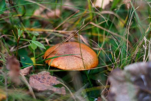 Defocus Suillus Luteus 사이에 실루스 테오스 버섯은 숲이나 초원에서 자라고 — 스톡 사진