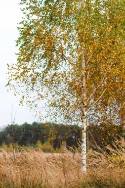 Arka planda sonbahar ormanında sarı ve yeşil yapraklı huş ağacını defocus ağacı. Sonbaharın sonları, doğa arka planı, güneşli sonbaharda huş ağacı. Kuru ot. Odaklanamıyorum.