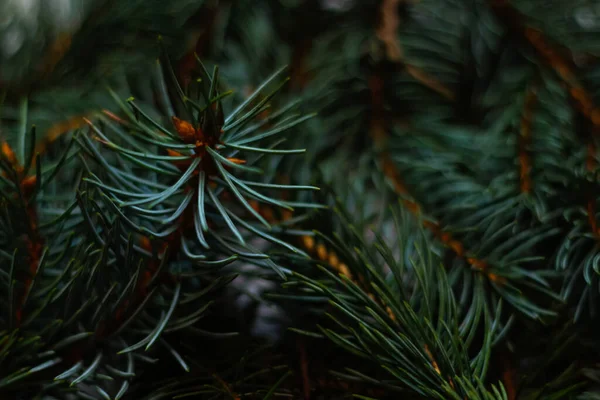 Defocus close-up green Christmas fir tree branches background. Christmas pine tree wallpaper. Copy space. New Year theme. Natural blurred abstract green branches background. Out of focus.