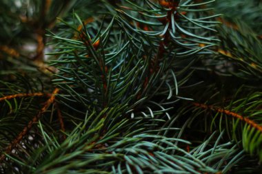 Arka planda noel ağacı dalları var. Noel ağacı duvar kağıdı. Uzayı kopyala Yeni yıl teması. Doğal soyut yeşil dallar arka planda. Odaklanamıyorum.