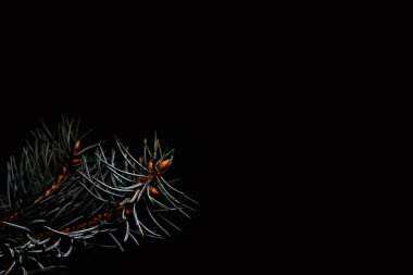 Siyah arka planda güzel yeşil çam ağacı brunch 'ı olan defocus Noel arkaplanı. Uzayı kopyala Koyu köknar ya da çam ağacı. Odaklanamıyorum.