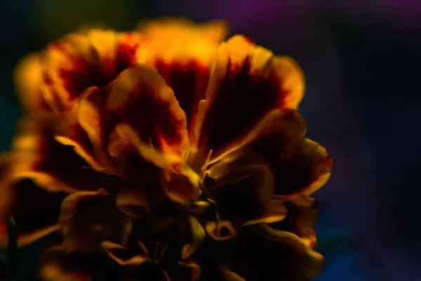 Desfoque Close Laranja Vermelho Macro Flor Calêndula Fundo Escuro Desfocado — Fotografia de Stock