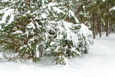 Doğal arka plan. Kışın Evergreen ağacı, çok fazla kar. Firavun, çam, çam ağacı. Doğanın karlı manzarası. Soğuk hava. Dışarıda, dışarıda..