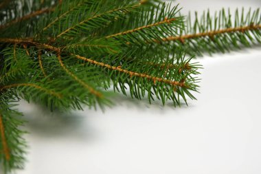 Beyaz arka planda yeşil köknar ağacı dalları. Çerçeve ve sınır. Uzayı kopyala Noel tatili kavramı. Tasarım şablonu.