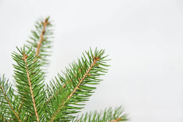 白い背景に孤立した針で枝やトウヒの枝をフェア 緑の天然モミの木の枝 枠と枠 コピースペース クリスマス休暇のコンセプト デザインのためのテンプレート 鋭い針 — ストック写真