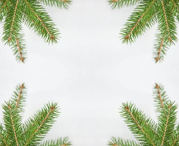 白い背景に孤立した針で枝やトウヒの枝をフェア 緑の天然モミの木の枝 枠と枠 コピースペース クリスマス休暇のコンセプト デザインのためのテンプレート — ストック写真