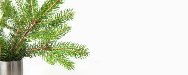 銀の花瓶に白い背景に孤立針でモミの枝やトウヒの枝の花束 緑の自然枝 枠と枠 コピースペース クリスマス休暇のコンセプト 接近中だ ヘッダ — ストック写真