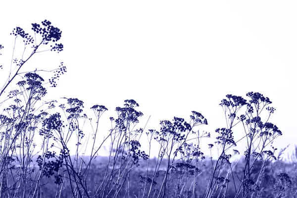 Ψηλά Ξηρά Ζιζάνια Μακρο Βλαστοί Ξηρών Φυτών Μέσα Στο Δάσος — Φωτογραφία Αρχείου