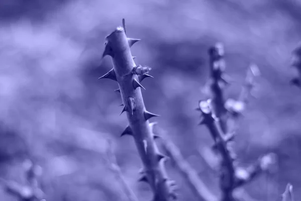 Bush of rose. Part of thorn bush. Stem of rose bush with thorns and green leaves on blurred gray background. Twig. Selective focus.Color of the year 2022. Very peri tint.