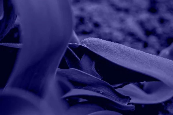 Темно Зелений Тюльпанний Лист Оксамитовою Структурою Середині Плану Сірому Розмитому — стокове фото