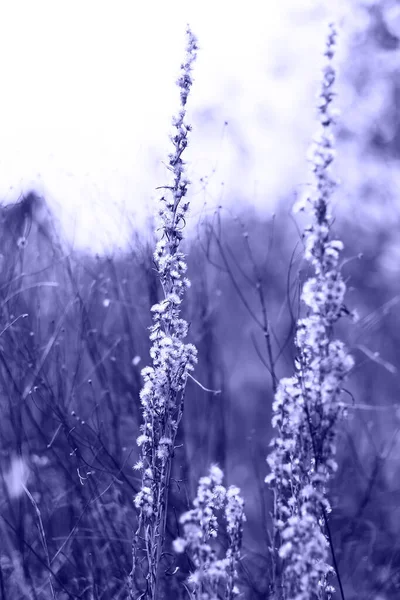 Αποπροσανατολίστε Λευκό Λουλούδι Γούνας Στο Φθινόπωρο Δάσος Φύση Έκανε Κοντινό — Φωτογραφία Αρχείου