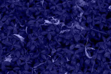 Defocus menekşe çiçeği, vinca minor, sonbahar ormanında. Yeşil desenli yakın çekim. Bitkisel doğal sonbahar karanlık arka planı. Çayırda kuru yapraklar. 2022 yılının rengi. Çok hoş bir renk. Odaklanamıyorum.