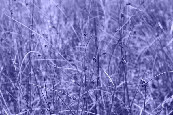 Desocus rush plant, junkus effusus, on autumn forest. Fondo de otoño natural a base de hierbas. Hojas secas en el prado. Plantas silvestres. Color del año 2022. Muy peri tinte. Fuera de foco — Foto de Stock